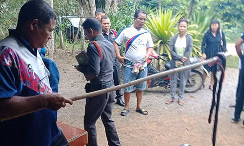 Thủ phạm được xác định là rắn hổ mang dài khoảng 2 mét. Thủ phạm được xác định là rắn hổ mang dài khoảng 2 mét.