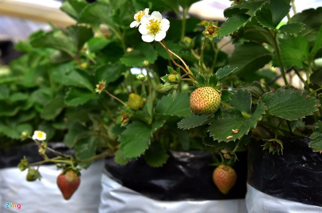 Ông Phạm Thanh, Giám đốc Trung tâm Nghiên cứu và Phát triển nông nghiệp công nghệ cao Măng Đen, cho hay sau nhiều năm thử nghiệm, cây ôn đới chịu lạnh như cà chua, dâu tây, súp lơ, một số loài hoa, đặc biệt là cây dược liệu, phát triển tốt trong điều kiện khí hậu nơi đây. "Chúng tôi đã chuyển giao 23 quy trình công nghệ trồng rau quả, cây dược liệu cho người dân, doanh nghiệp đầu tư dự án nông nghiệp công nghệ cao ở Măng Đen", vị giám đốc nói.