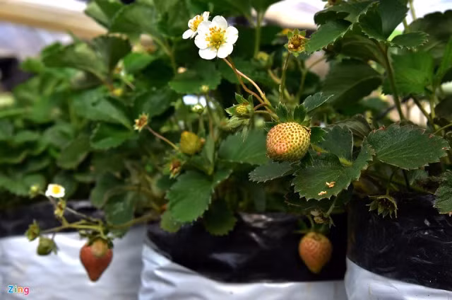 Ông Phạm Thanh, Giám đốc Trung tâm Nghiên cứu và Phát triển nông nghiệp công nghệ cao Măng Đen, cho hay sau nhiều năm thử nghiệm, cây ôn đới chịu lạnh như cà chua, dâu tây, súp lơ, một số loài hoa, đặc biệt là cây dược liệu, phát triển tốt trong điều kiện khí hậu nơi đây. "Chúng tôi đã chuyển giao 23 quy trình công nghệ trồng rau quả, cây dược liệu cho người dân, doanh nghiệp đầu tư dự án nông nghiệp công nghệ cao ở Măng Đen", vị giám đốc nói.