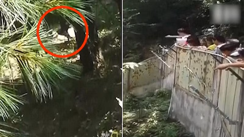 Het vat duoi cong, du khach Trung Quoc nem da gau truc