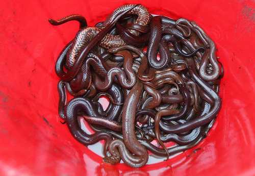 Con mẹ nuôi lâu năm có thể đẻ 50 rắn con mỗi lần. Rắn thường nuôi khoảng 1 năm nên chỉ cần đạt 300g có thể đẻ được 20 con rắn con. Một năm rắn mẹ đẻ 2 lứa vào tháng 3 và tháng 7 âm lịch.