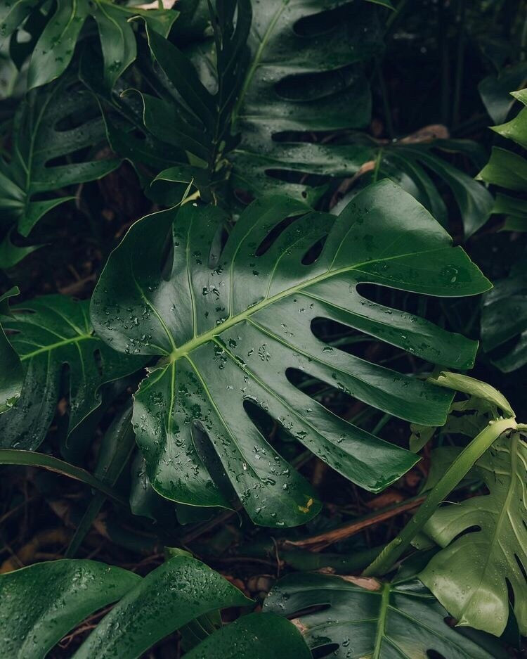 Nó giúp người xem tập trung vào chủ đề chính mà không có bất kỳ sự phân tâm nào. Nó cũng cho phép người xem quan sát chi tiết của một đối tượng mà không thể quan sát được nếu chụp từ xa.