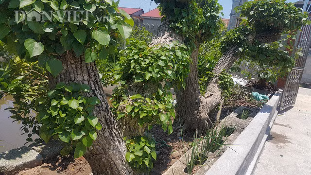 Ông Túy cho hay, cây na nước này có thân cực lớn, uốn lượn uyển chuyển như một con rồng và hoàn toàn là tự nhiên nên rất quý hiếm. Trong thời gian vừa qua cây của ông được rất nhiều dân chơi cây đến chiêm ngưỡng và đặt mua. Trong số đó, có một người trả 150 triệu đồng để sở hữu cây na nước thế rồng này mà ông Túy chưa đồng ý.