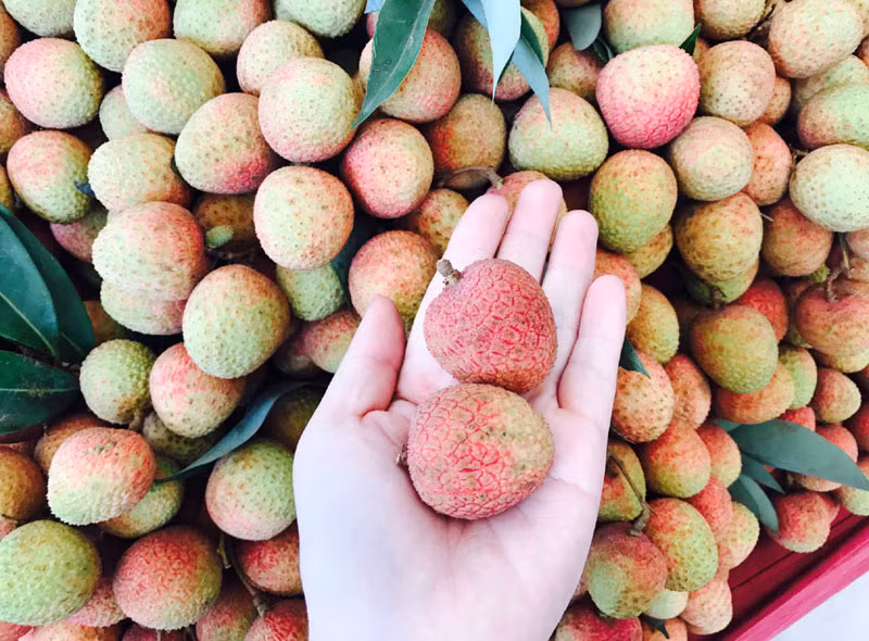 Vải thiều trở thành loại quả đặc sản của Lục Ngạn vang danh cả nước.