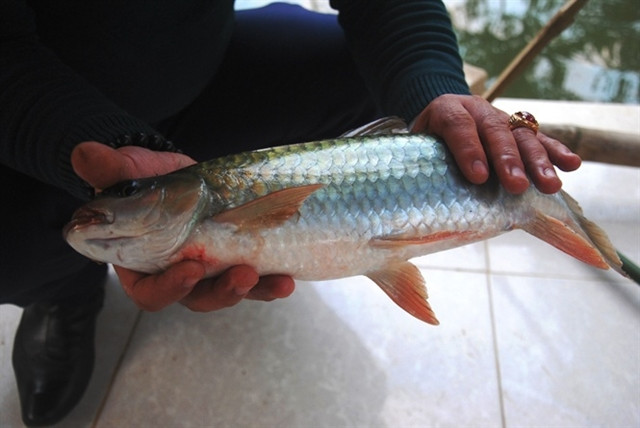 Đối với người dân tộc Tày tại Hà Giang, cá bỗng được nâng niu, quý trọng như của cải có giá trị, là vật phẩm dâng lên trời đất, tổ tiên trong những ngày lễ quan trọng. Ảnh: Ca Bong.