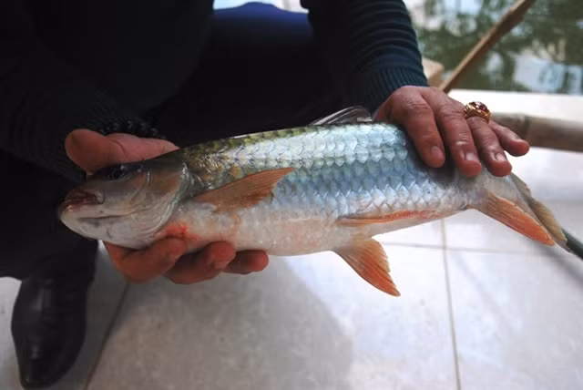 Đối với người dân tộc Tày tại Hà Giang, cá bỗng được nâng niu, quý trọng như của cải có giá trị, là vật phẩm dâng lên trời đất, tổ tiên trong những ngày lễ quan trọng. Ảnh: Ca Bong.