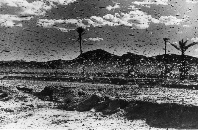 Một cơn bão châu chấu quét qua. Ảnh: Timeline