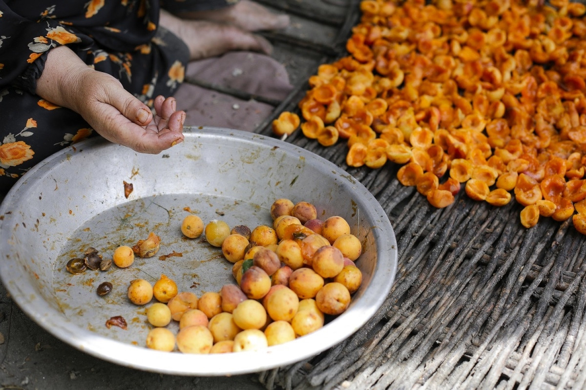 Đặc biệt, họ tiêu thụ rất nhiều quả mơ. Đây có thể coi là thực phẩm chính của người Hunza.