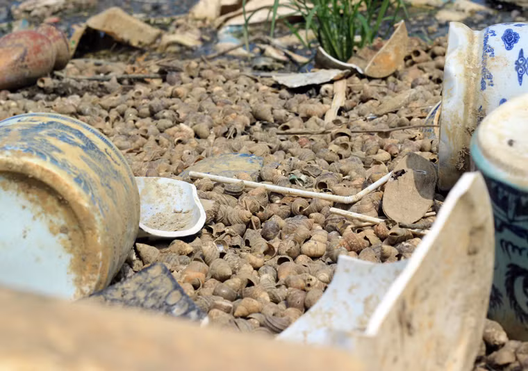 Do môi trường nước bị ô nhiễm nên một số sinh vật như ốc, cá... dưới hồ Đền Lừ không thể sống nổi.