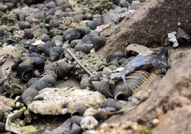 Cá, ốc chết khô do hồ Đền Lừ ô nhiễm.