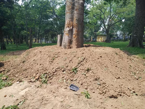 Thuc hu cay co thu bi danh khoi cong vien Bach Thao – Ha Noi-Hinh-3