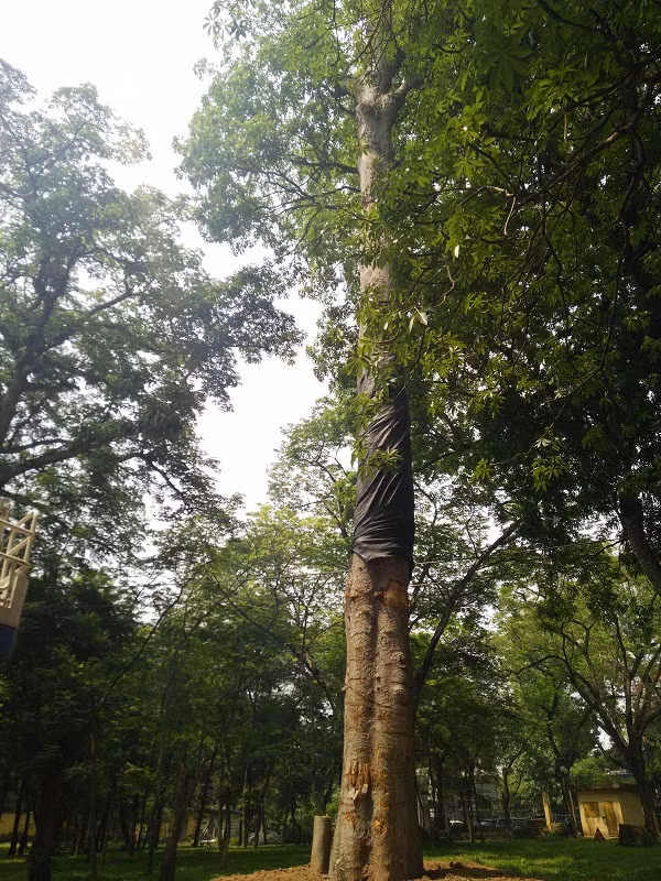 Thuc hu cay co thu bi danh khoi cong vien Bach Thao – Ha Noi-Hinh-2
