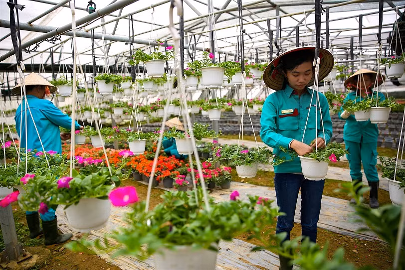 Từ chỗ phải nhập hoa trang trí từ Đà Lạt về, đến nay Bà Nà Hills đã có hệ thống vườn ươm rộng cả hecta, cung cấp hoa cho cả khu du lịch. Bền bỉ, tận tụy và đam mê, đội ngũ kỹ sư, công nhân bộ phận cây xanh Bà Nà vừa chăm bón, phát triển những giống hoa hiện có, vừa tìm tòi thử nghiệm, lai tạo giống mới, mang đến bất ngờ cho du khách về một Bà Nà quanh năm tươi mới bởi các loài hoa.