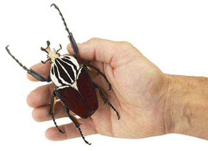 Bọ cánh cứng Goliah (Goliathus goliatus và Goliathus regius). Được tìm thấy ở vùng rừng châu Phi và hoang mạc, khi lớn, loài này có thể dài tới 13 cm. Ấu trùng của nó có thể nặng tới 100 gr.