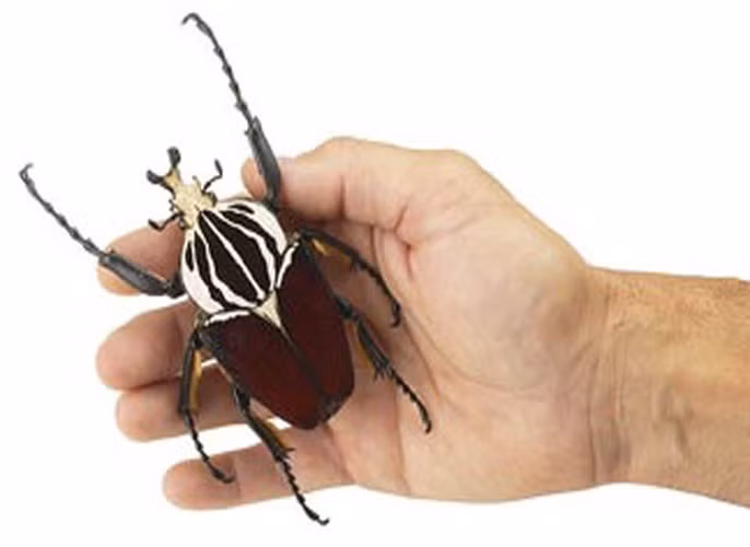 Bọ cánh cứng Goliah (Goliathus goliatus và Goliathus regius). Được tìm thấy ở vùng rừng châu Phi và hoang mạc, khi lớn, loài này có thể dài tới 13 cm. Ấu trùng của nó có thể nặng tới 100 gr.