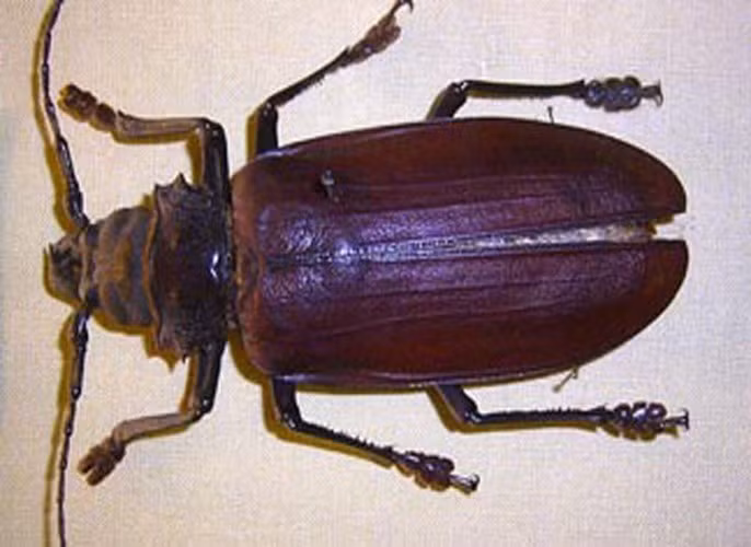 Bọ cánh cứng khổng lồ (Titanus giganteus). Đây là một trong những loài bọ cánh cứng lớn nhất thế giới, và dài nhất trong số các loài bọ cánh cứng ở vùng rừng nhiệt đới Amazon. Một vài con có thể dài tới 16 cm. Những con trưởng thành có thể có một bộ hàm cực khỏe, đủ để cắt ngang một chiếc bút chì hay thậm chí là cắt được cả thịt người. Cả đời loài này chỉ dành cho một mục đích duy nhất là tìm bạn tình. Nó hầu như không ăn gì.