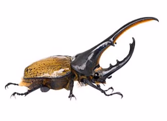 Bọ cánh cứng Hercules (Dynastes hercules). Loài này có thể dài tới 17 cm. Chúng có 2 chiếc sừng ở phần trên của cơ thể. Chúng có một sức mạnh đáng nể khi có thể mang được gấp 100 lần trọng lượng cơ thể. Loài này có sức ăn đáng nể. Chúng có thể ăn hết một quả lê chỉ trong vòng một ngày.