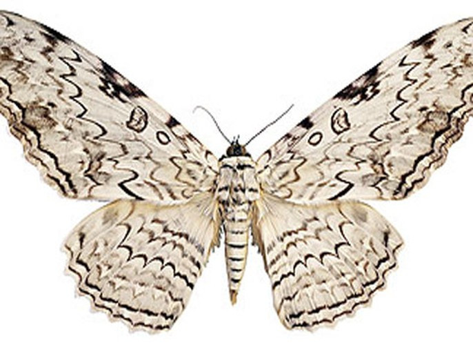 Sâu bướm phù thủy trắng (Thysania agrippina). Đây là loài sâu vô địch về độ sải cánh (dài tới 31 cm). Loài này sống chủ yếu ở Nam Mỹ, Trung Mỹ, Mexico và có thể là ở Texas. Màu và hình thù trên cánh cho phép nó ngụy trang khi đậu trên vỏ cây.