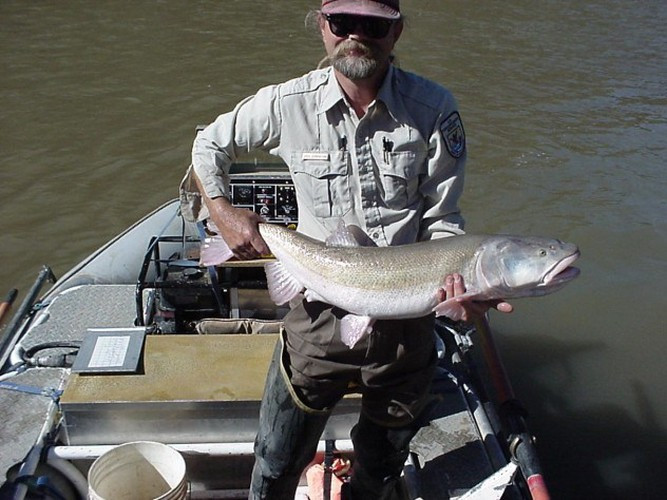 Ptychocheilus lucius là một loài cá thuộc họ Cá chép. Đây là loài cá lớn nhất trong họ này ở Bắc Mỹ với chiều dài tới 1,83m. So với những loài cá chép khác, loài cá này có cân nặng khổng lồ khi có thể nặng tới 35 kg.