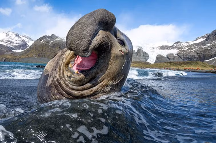 Hải cẩu voi là loài ăn thịt lớn nhất thế giới, có thể trọng đáng ngạc nhiên 5.000 kg và chiều dài hơn 6 mét.