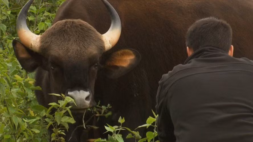 Với chiều cao 3m, con bò tót ở Ấn Độ này thực sự khổng lồ và là loài bò hoang dã lớn nhất thế giới.