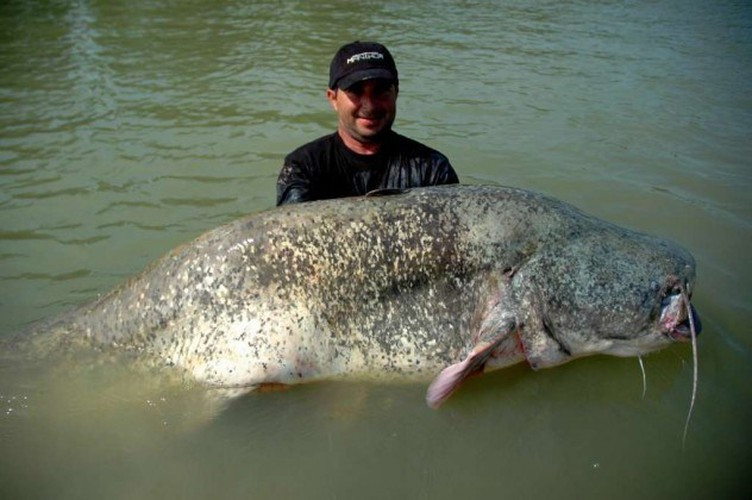 Cá da trơn khổng lồ dài đến hơn 3m, thậm chí một số thợ câu cá châu Âu còn tóm được con cá dài tới 5m. Cá khổng lồ ở sông Cửu Long là loài cá da trơn lớn nhất hiện nay và đang phải đối mặt với mối đe dọa từ việc đánh bắt quá mức.