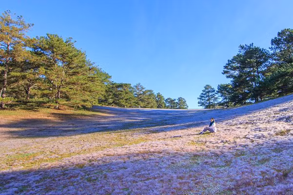 Và khi đặt chân đến cánh đồng tuyết ở Đà Lạt, đặc biệt vào thời gian buổi sáng, những bạn trẻ yêu thích sự lãng mạn chắc chắn sẽ ngất ngây và phấn khích tột độ. Trong một diện tích vài hecta, cánh đồng cỏ hồng hiện lên trong nắng sớm trắng muốt, xinh xắn và đầy duyên dáng - một khung cảnh vốn thường chỉ được nhìn thấy trên phim ảnh hoặc ở những vùng thảo nguyên ở nước ngoài.