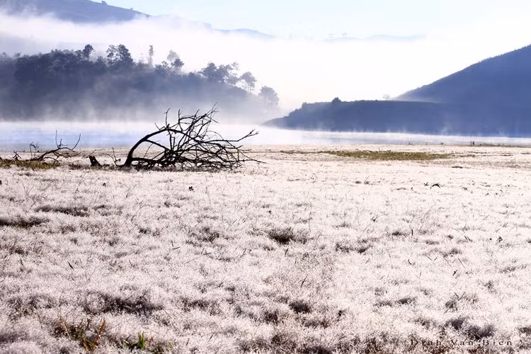 Cỏ hồng là một loại hoa dại thường mọc trên những ngọn đồi, có màu sắc trắng, hơi phớt hồng rất nhẹ. Khi gặp ánh sáng và sương mù kết hợp, những cánh đồng cỏ hồng sẽ trở nên bừng sáng, đổi màu và vô cùng bắt mắt. Do lá cỏ hồng rất nhỏ và xốp tựa như những sợi bông nên nhìn từ xa, chúng trông như những bông tuyết nhỏ. Ảnh: Đinh Văn Biên.