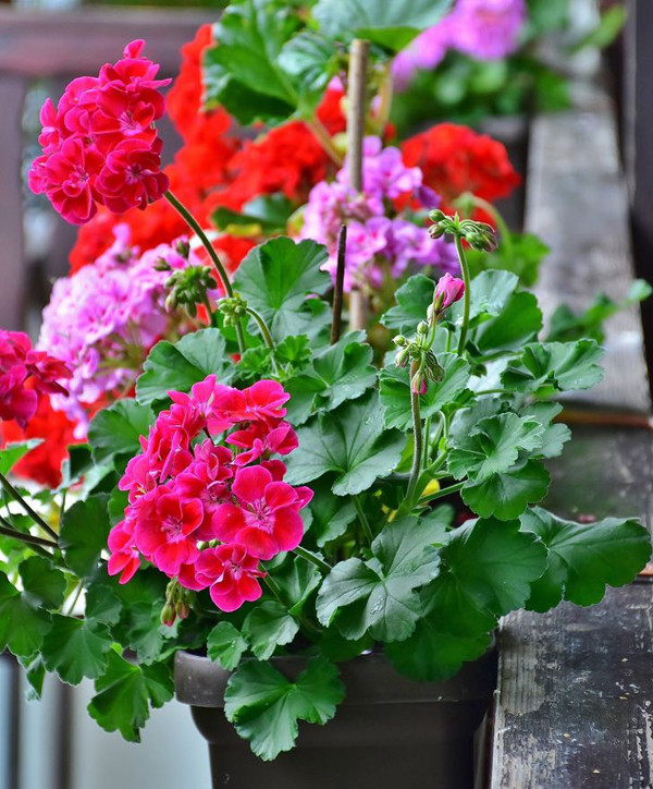 Phong lữ thảo: Hoa phong lữ thảo nhiều màu sắc như cam, tím, hồng, đỏ, trắng, hương thơm thoảng nhẹ rất thích hợp trồng trang trí cho vườn. Loại hoa này thích hợp người thời gian eo hẹp vì chúng không cần chăm sóc quá nhiều.