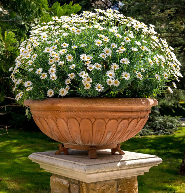 Cúc họa mi: Cúc họa mi có sức sống mạnh mẽ được so sánh như những loài hoa dại. Chúng có thể phát triển ở nhiều loại đất, thậm chí cả những loại đất bị nén chặt.