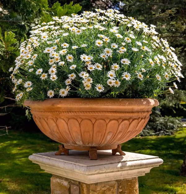 Cúc họa mi: Cúc họa mi có sức sống mạnh mẽ được so sánh như những loài hoa dại. Chúng có thể phát triển ở nhiều loại đất, thậm chí cả những loại đất bị nén chặt.