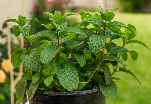 Bạc hà: Bạc hà không nhiều màu sắc nhưng hương thơm dịu mát của chúng được nhiều người ưa thích. Đặc biệt, loại cây này có thể đuổi sâu bệnh, hữu ích trong việc giảm bớt các triệu chứng của cảm lạnh.