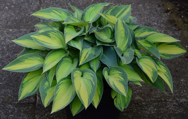 Hostas: Hosta cũng là loại cây ít phải chăm sóc, rất hoàn hảo để tô điểm cho khu vườn nhà bạn. Loài hoa này sinh trưởng tốt khi trồng ngoài trời, nơi có bóng mát. So với loại cây có lá màu xanh lục, lam và trắng, hostas có lá màu vàng chịu được ánh sáng tốt hơn hẳn.