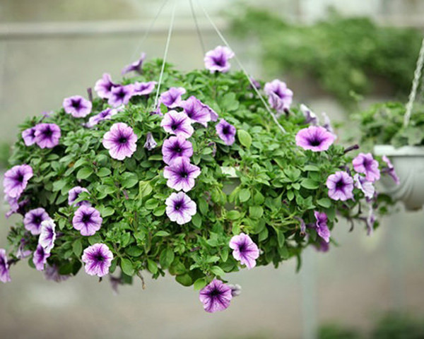 Điều ấn tượng là dạ yến thảo còn có thể tiết ra chất giúp tiêu diệt một số loại vi khuẩn có trong không khí, ngăn chặn sự phát triển của vi khuẩn bạch hầu, kết hạch, kiết lị, thương hàn, giúp không khí trở nên trong lành.