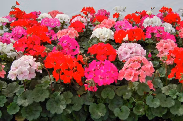 Khi trồng, bạn nên để phong lữ thảo ở nơi có nhiều ánh sáng. Chú ý tưới nước cho cây trước khi đất khô nứt nẻ. Đồng thời, không tưới quá nhiều, tránh cây bị úng rễ.