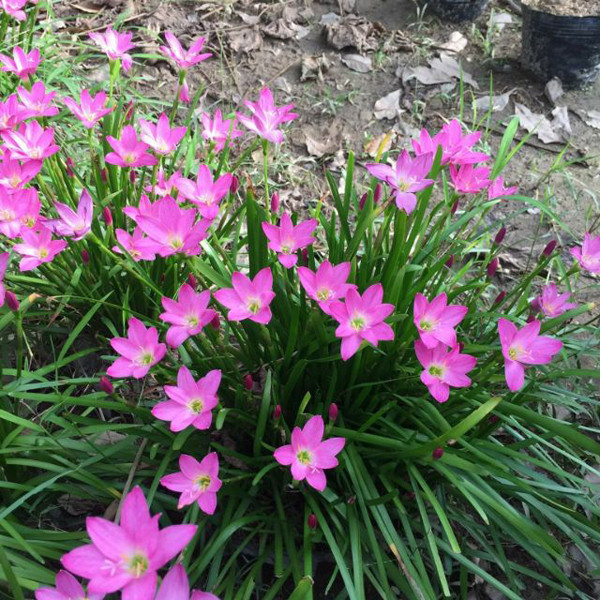 Huệ mưa: Huệ mưa có thể trồng ở nơi có nhiều ánh nắng, đất thoát nước. Dù dễ sống song bạn không nên trồng ở vị trí quá ẩm ướt bởi chúng sẽ nhanh chóng bị thối rễ. Huệ mưa thích hợp trồng làm đường viền vườn hoa hoặc giữa các cây bụi. Ưu điểm nổi bật của loại hoa này là khả năng chịu hạn tốt, thích hợp cho người làm vườn thời gian eo hẹp.