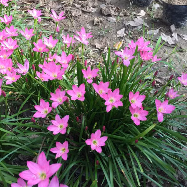 Huệ mưa: Huệ mưa có thể trồng ở nơi có nhiều ánh nắng, đất thoát nước. Dù dễ sống song bạn không nên trồng ở vị trí quá ẩm ướt bởi chúng sẽ nhanh chóng bị thối rễ. Huệ mưa thích hợp trồng làm đường viền vườn hoa hoặc giữa các cây bụi. Ưu điểm nổi bật của loại hoa này là khả năng chịu hạn tốt, thích hợp cho người làm vườn thời gian eo hẹp.