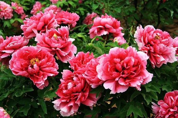 Hoa mẫu đơn: Hoa mẫu đơn có thân cứng cáp, có thể sống được ở nhiệt độ rất thấp. Khi trồng, bạn nên đặt chúng ở nơi nhiều ánh nắng mặt trời, thoát nước tốt. So với các loại hoa khác, mẫu đơn cần thời gian chăm sóc dài hơn. Bạn phải chờ đợi khoảng 3 năm mới có thể thưởng thức vẻ đẹp của hoa.