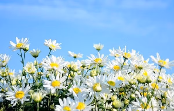 Vào mùa hè, xuân và thu, bạn đều có thể trồng cây dưới ánh sáng mặt trời. Để cây phát triển tốt, bạn nên chú ý đảm bảo độ ẩm bằng cách kiểm tra đất thường xuyên. Nếu đất bị khô, cần tưới nước kịp thời.