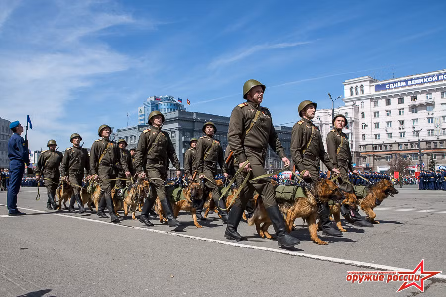 Những chú chó mang thuốc nổ được Liên Xô sử dụng để chống xe tăng Đức. Nguồn ảnh: Arms-Expo