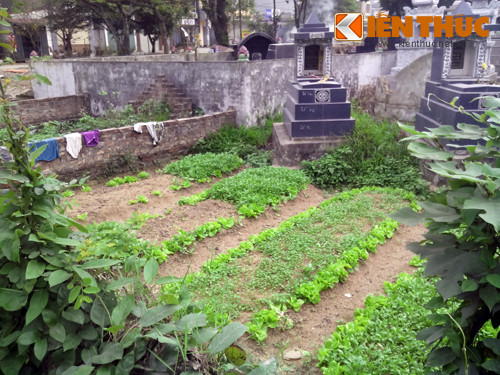 Liên quan đến việc sống chung với người chết, PGS.TS Nguyễn Duy Thịnh, Viện Công nghệ và Thực phẩm sinh học (ĐH Bách khoa Hà Nội) cho biết: "Người dân sống và sinh hoạt với người chết rất dễ bị mắc các bệnh truyền nhiễm từ người đã mất. Những người ăn rau trồng xung quanh, trên mộ người chết còn dễ lắc bệnh truyền nhiễm lây từ sinh phẩm của người mất lây lan sang rau (nếu người ta đi bốc mộ)".