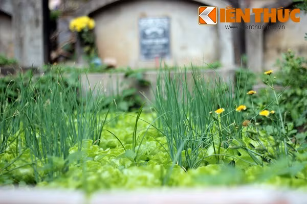 Nhiều hộ dân sống xung quanh khu vực đã tranh thủ tận dụng những ô đất trống ngay trong các nấm mộ để trồng rau (hành, xà lách, đậu...) phục vụ cho sinh hoạt hàng ngày.