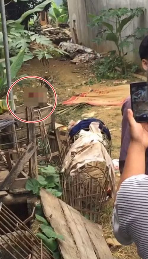 Vu ngáo dá chém chét bác ruọt: Nghi pham tùng là con ngoan