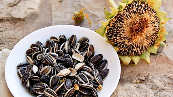 Ngoài việc ăn nhiều hướng dương khiến cơ thể dễ béo, lượng calo lớn và thành phần chất béo được chuyển hóa ở gan còn gây bất lợi cho sức khỏe bộ phận này.