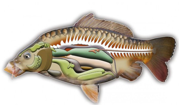 Hơn nữa, khi nhiễm độc mật cá, cơ thể sẽ tạo ra phản ứng miễn dịch toàn thân. Hậu quả dẫn tới tình trạng suy các cơ quan như tim, gan, thận. Đồng thời, độc tố mật cá có thể phá hủy hàng rào niêm mạc ruột, gây nhiễm trùng đường ruột.