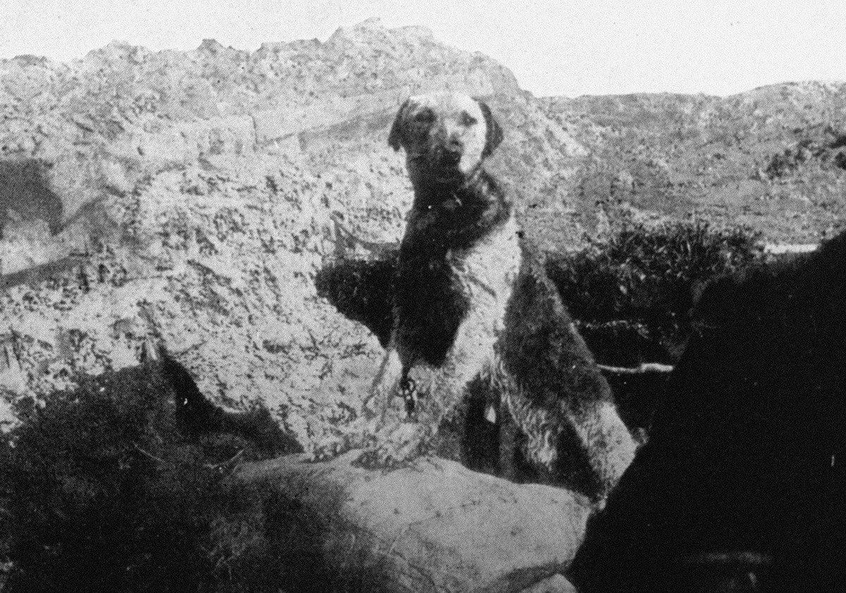 Thậm chí, Hy Lạp còn tính xâm lược luôn Bulgaria nhưng Hội quốc Liên đã can thiệp, yêu cầu hai nước hoà giải. Kết quả là có khoảng 20 lính Bulgaria và 122 lính Hy Lạp chết trong giao tranh, không ai biết cuối cùng con chó tội đồ đã chạy đi đâu mất. Nguồn ảnh: WATM.