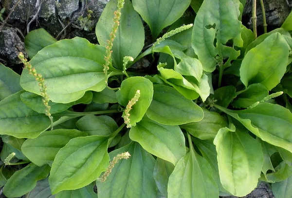 Mới đây, một tiến sĩ người Nga có tên Antonín Šćipin đã khẳng định có thể cai thuốc bằng trà được chắt lọc từ lá mã đề. Nguyên liệu rất đơn giản, bạn chỉ cần một nhúm lá mã đề cắt nhỏ, nước sôi và bình thủy tinh để ngâm trà. Bạn chỉ cần thái nhỏ lá mã đề, cho vào bình nước sôi, sau đó, đậy nắp và giữ nguyên trong 2 tiếng đồng hồ. Tùy theo cơ địa của mỗi người và nhanh nhất là sau 3 ngày bạn sẽ không còn nghĩ đến thuốc lá nữa.