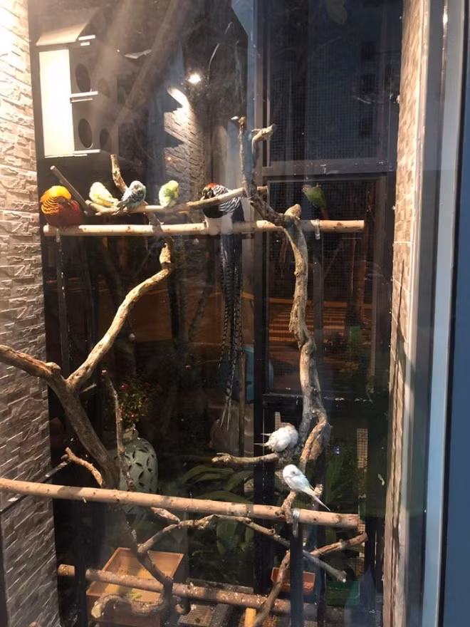 Quach Thanh Danh khoe mo hinh VAC trong biet thu 20 ty dong-Hinh-6