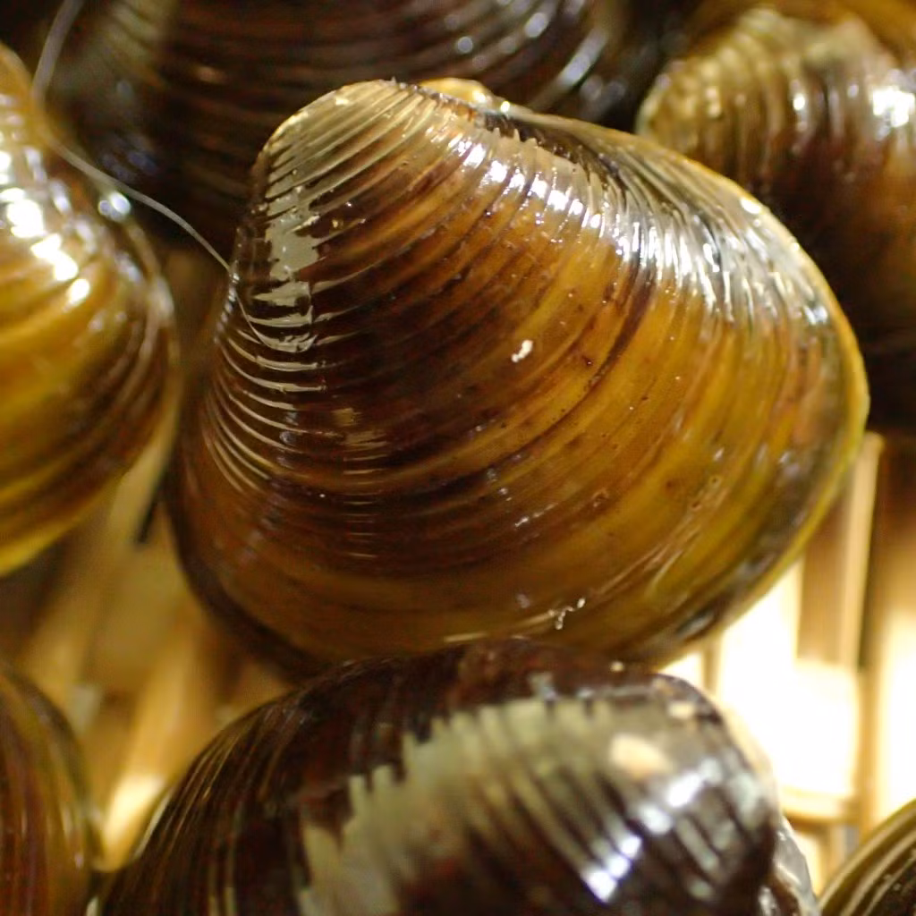 Bạn có thể nấu canh hến với bầu hoặc cháo hến, hến xào để vừa có được một món ăn ngon vừa giảm số lần đi tiểu về đêm. (Nguồn Mominaina)