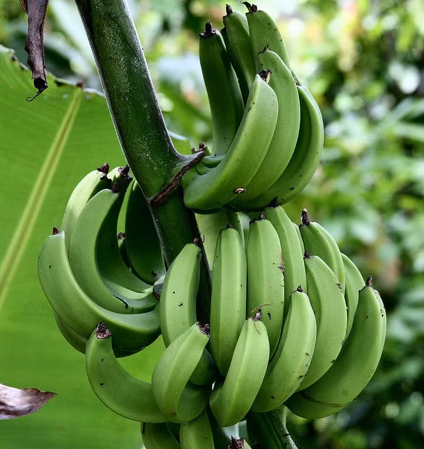 Ngoài ra, tanin, chất diệp lục và carotenoid - các chất chống oxy hóa trong chuối xanh cũng đóng vai trò cực lớn trong việc hạ huyết áp. (Nguồn Pinimg)